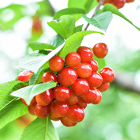 农业监测场景示例图