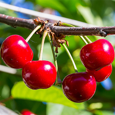 多源影像融合遥感监测成果展示图