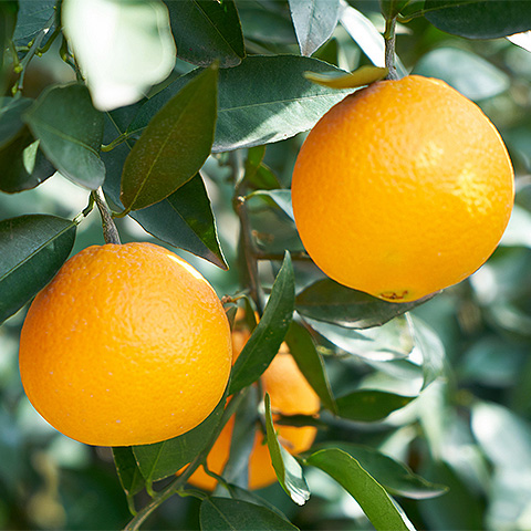 数字农田地图制作示例图