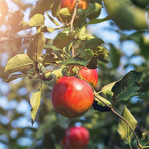区域农田养分分布遥感分析