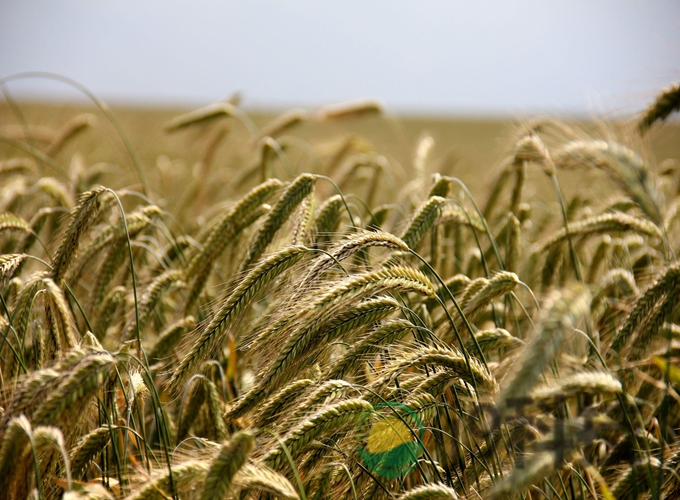 四川小麦长势遥感监测示范区案例图