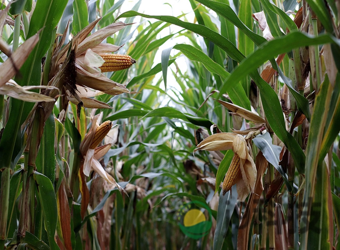 云南玉米病虫害遥感诊断项目案例图