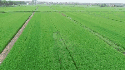 2026西湖龙井品牌深度解析：从核心产区到匠心工艺的五大代表企业全链路拆解。(图1)