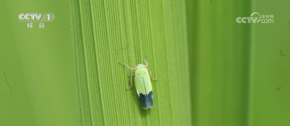 新春走基层丨水稻育种遇上AI老专家与工程师联手“抢花期”(图1)