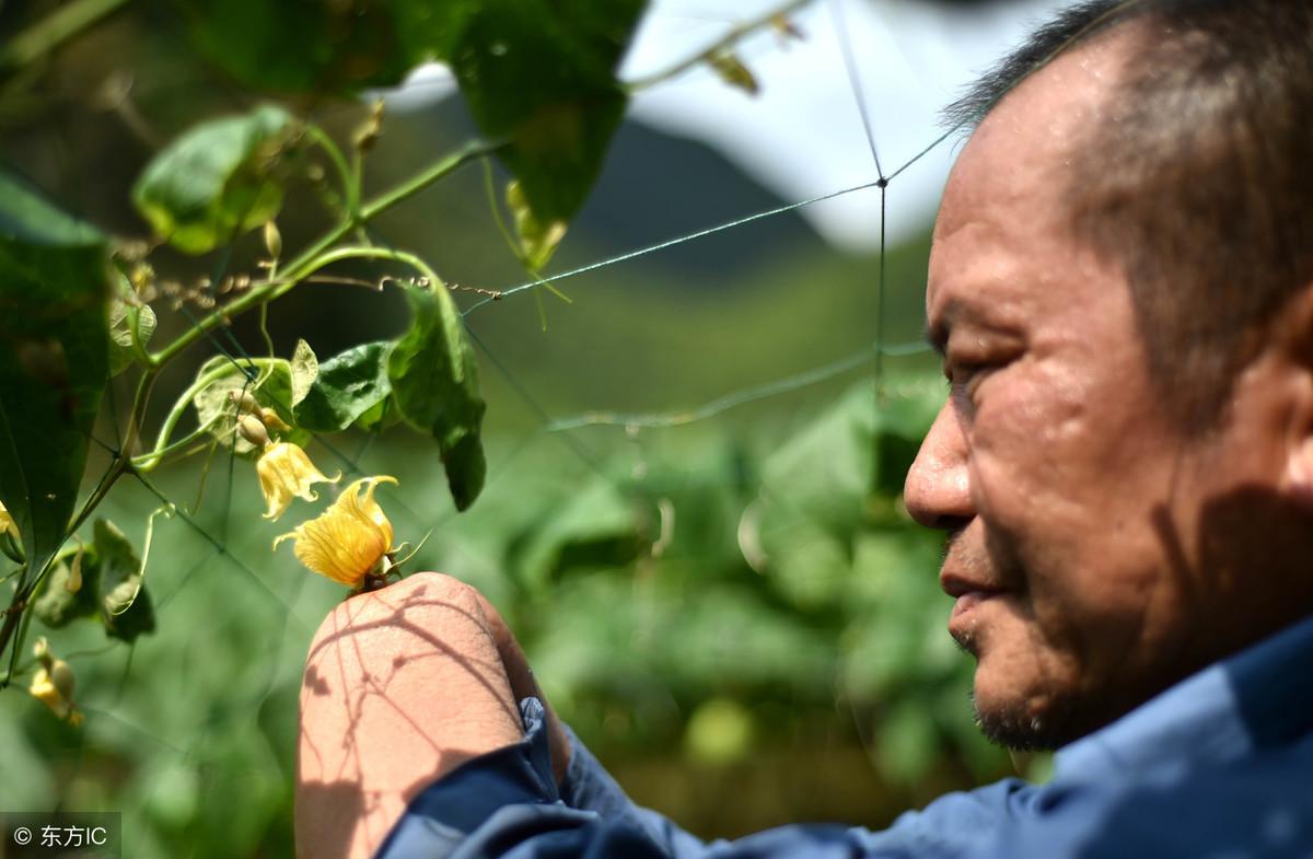 害虫远程实时监测系统——一款夜间自动开灯的虫情测报设备(图1)