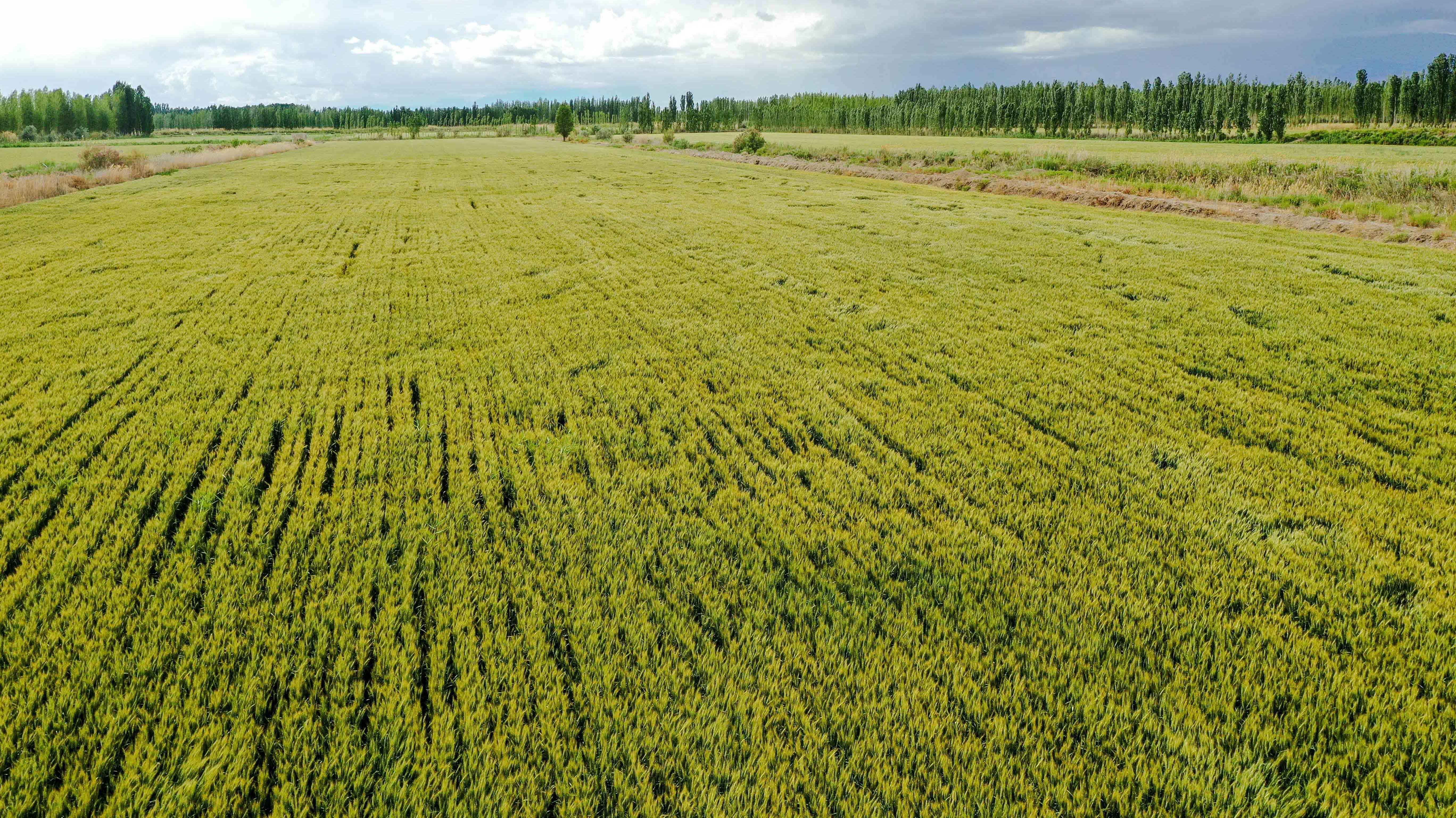 西北首单高标准农田管护综合保险落地杨凌示范区(图1)