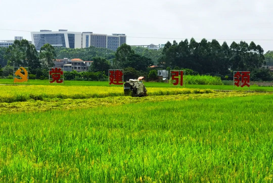 “撂荒地”变“良田”实现农业生产机械化(图1)