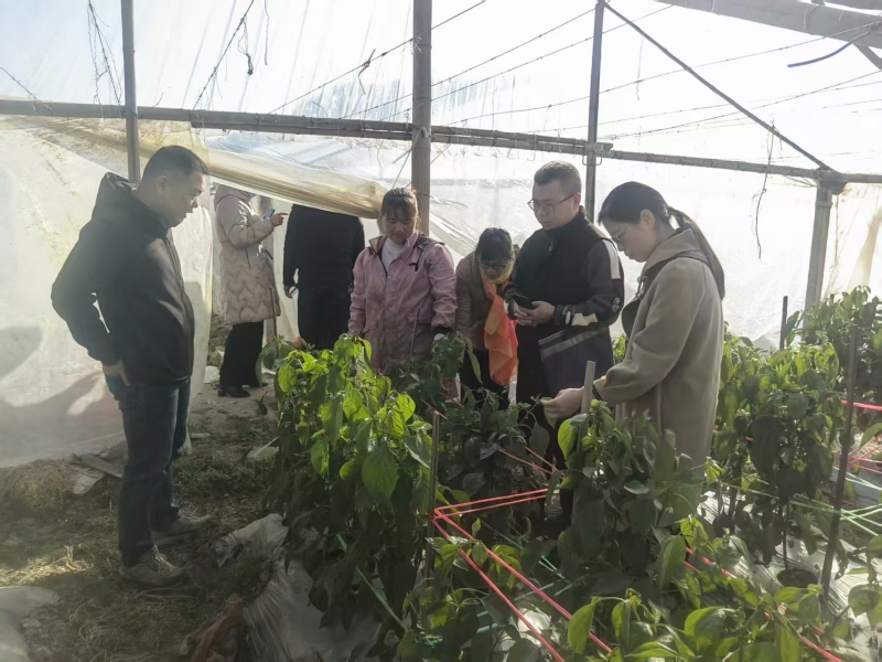 科技赋能马铃薯产业专家送技下乡助春耕(图1)