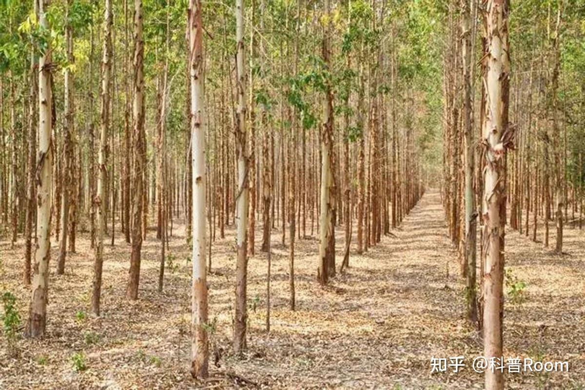 一种农田撂荒地识别方法及系统(图1)