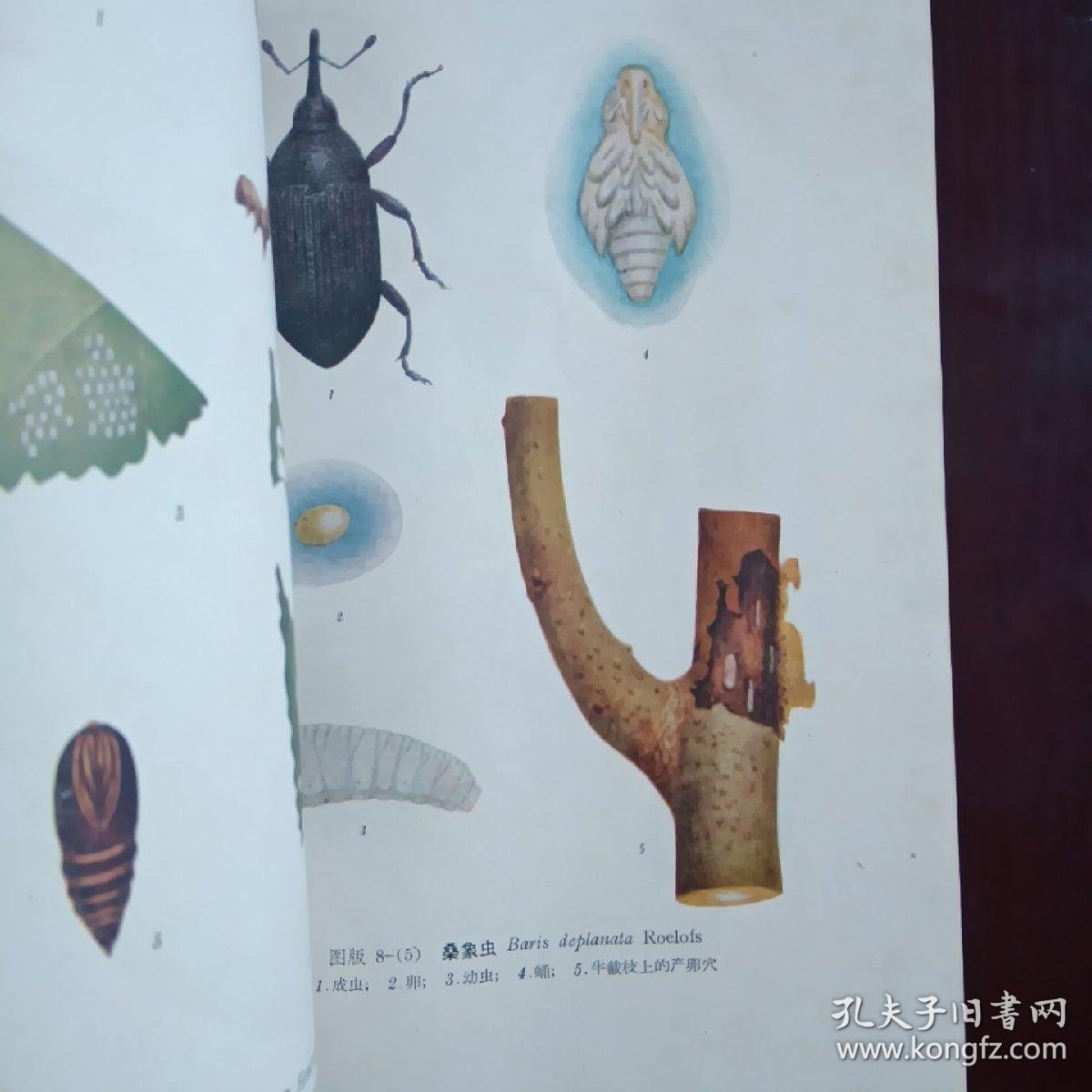 贵州务川:农技专家“揭榜挂帅”到一线(图1)