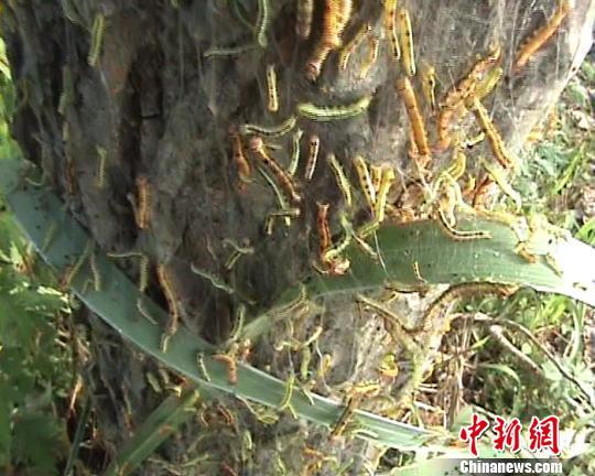 高原菜田迎丰收:青海冷凉蔬菜走出大山远销海内外(图1)