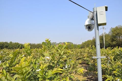 病虫害监测:现代科技织就的智慧防护网(图1)
